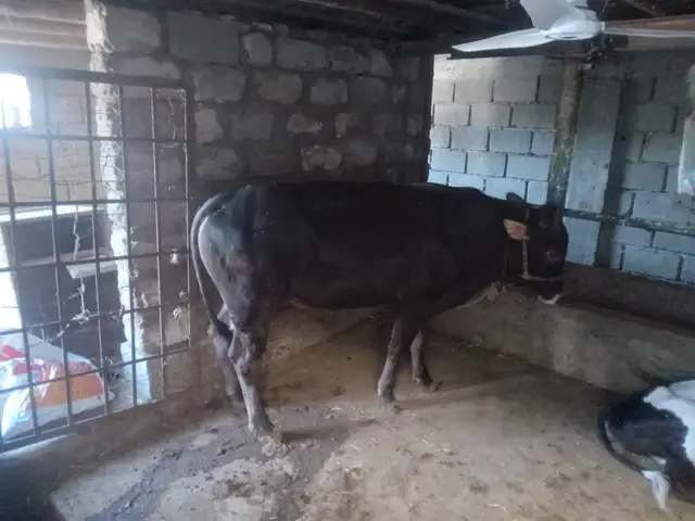 Буқа, Бобоҷон Ғафуров
