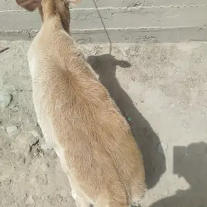 Гусолаи Ширмак, Душанбе