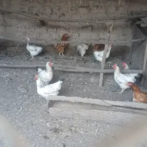 Мурги тухум кун, Абдурахмони Джоми