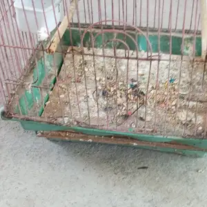 Попугай, Худжанд