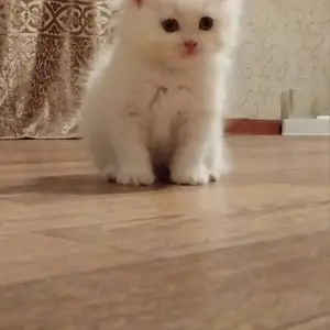 Котята, Душанбе