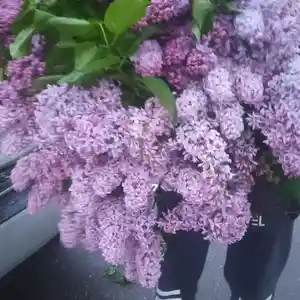 Сирень саженцы, Душанбе