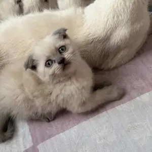 Котята, Худжанд