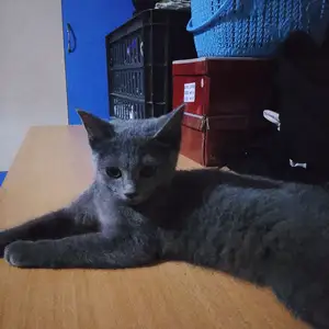 Кот, Канибадам