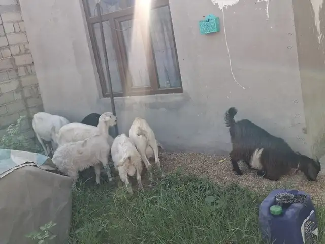 Бузи русси, Турсунзаде