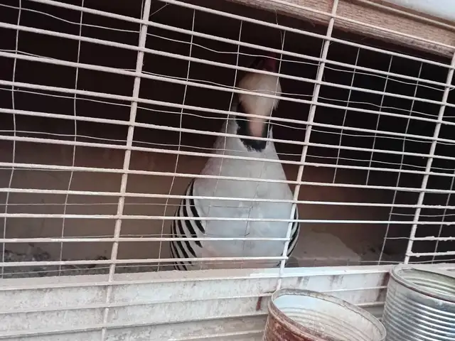 Кабк, Душанбе