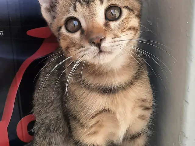 Котёнок, Худжанд