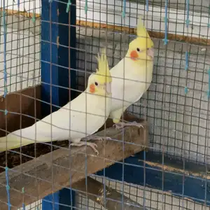 Попугай, Худжанд