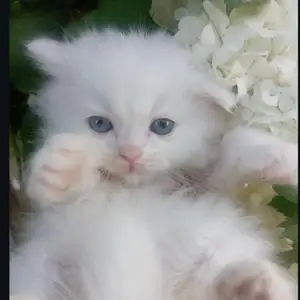 Кошка турецкая анкора, Душанбе