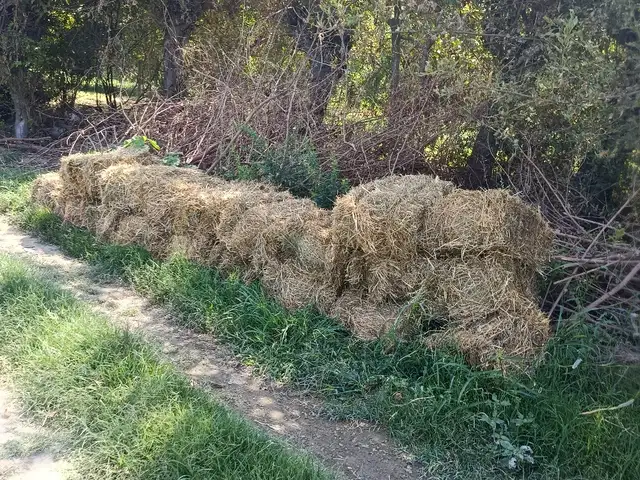 Пресси алаф, Худжанд