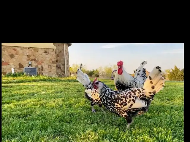 Тухми гамбургский, Гиссар
