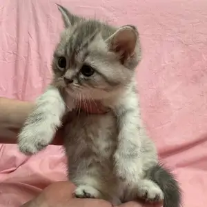 Котенок Британской Шиншиллы, Душанбе