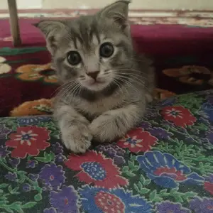 Котенок, Худжанд