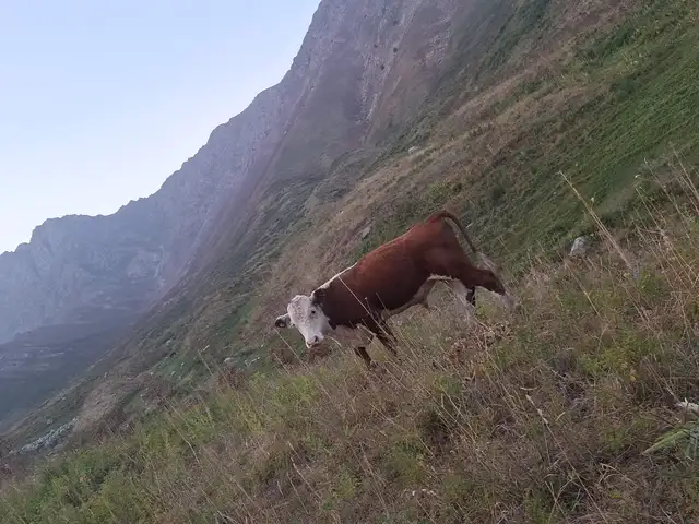 Бука, Файзабад