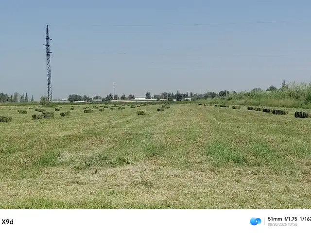 Чуворимаккаи алафи, Абдураҳмони Ҷомӣ