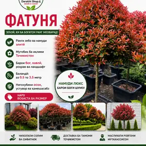 Фатуня, Душанбе
