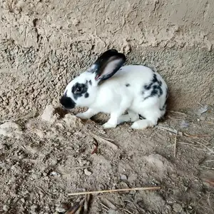 Харгуш, Турсунзаде
