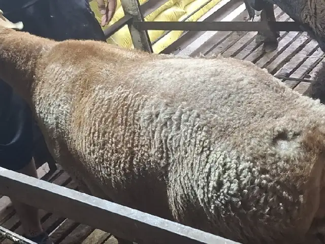 Кучкор, Худжанд
