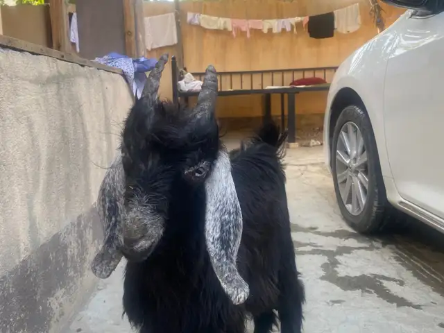 Бузгола, Душанбе