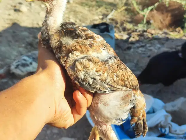 Дакан чуча, Истиқлол
