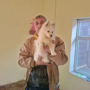 Саги японский шпитс, Душанбе