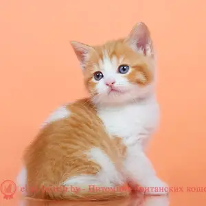 Котенок полупородистый, Душанбе