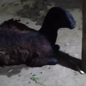 Гусфанд, Душанбе