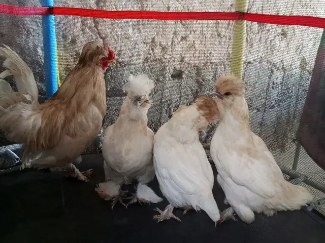 Мургхои тухмкун, Душанбе
