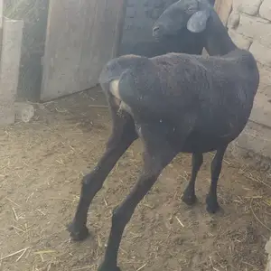 Гусфанди оча бача, Хамадани