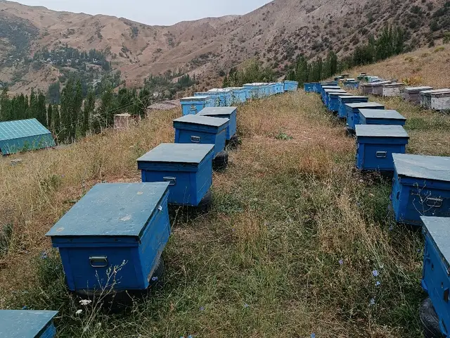 Оилаи занбури асал, Душанбе