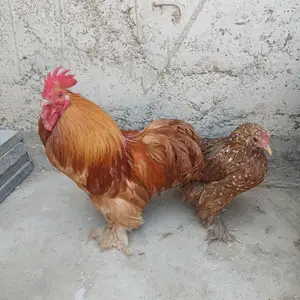 Мурги японча, Худжанд