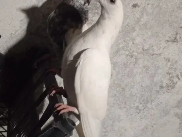 Кафтар, Вахдат
