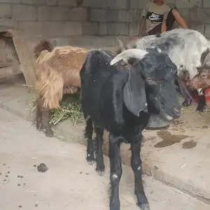 Бузҳо, Вахдат