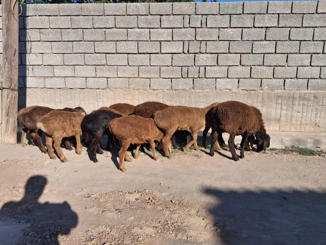 Гусфанд, Худжанд