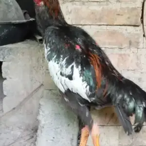 Тухми дакан, Ҳисор