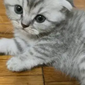 Котята Британская Шиншила, Душанбе