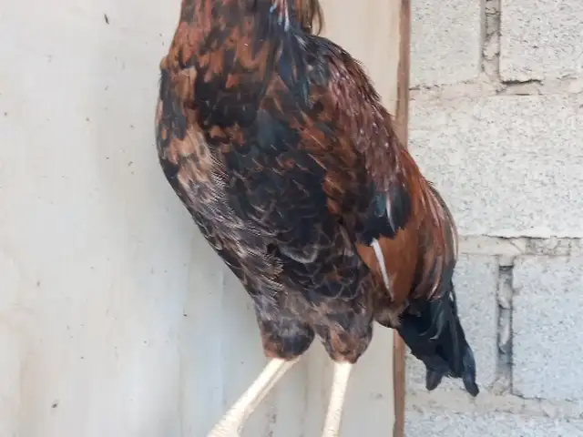 Хурус, Хуҷанд