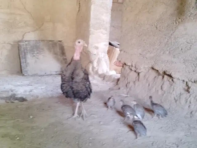 Индюк бо чучахояш, Душанбе