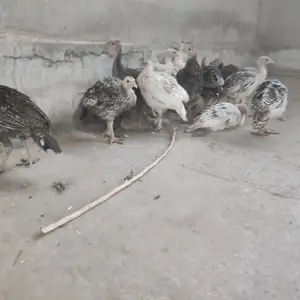 Чуҷаи индуки, Душанбе