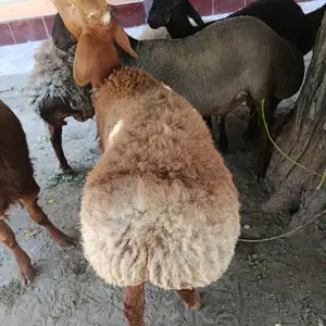 Гусфандхо, Худжанд