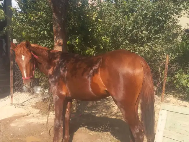 Той, Душанбе