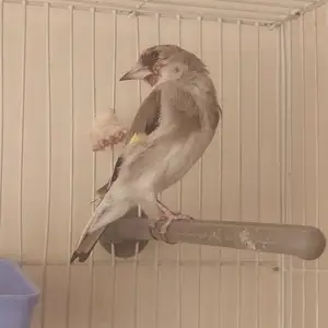 Саба, Бобоҷон Ғафуров