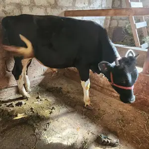 Бука, Гиссар
