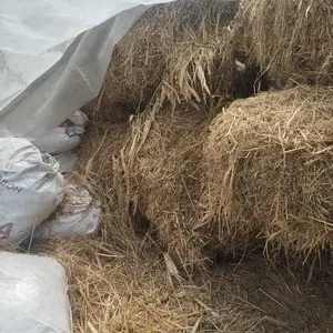 Алафи кӯҳи, Душанбе
