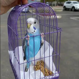 Попугай, Душанбе
