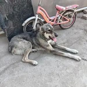 Саги Чупони, Душанбе