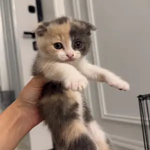 Котята, Худжанд