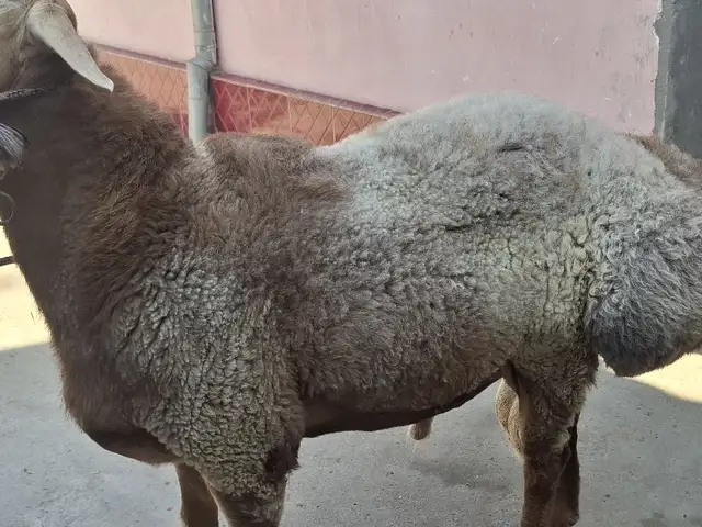 Гусфанд, Хуҷанд