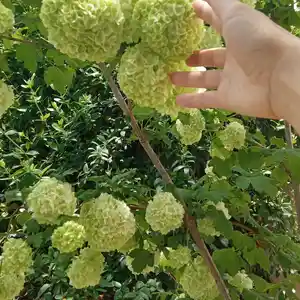 Бульдонез в горшках, Душанбе