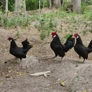 Мурги Японча, Вахдат